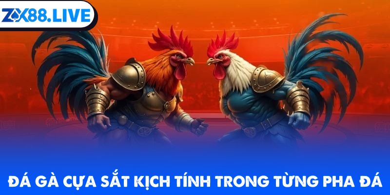Đá gà cựa sắt kịch tính trong từng pha đá